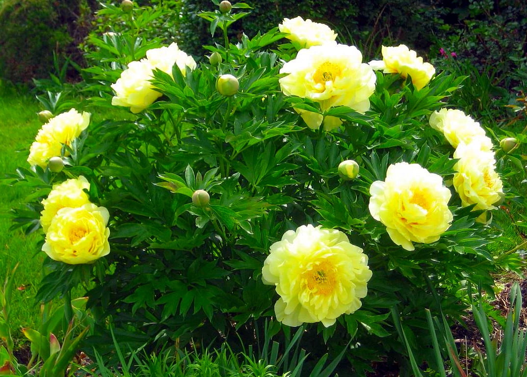 Bartzella Intersectional ITOH Tree Peony Lemon Yellow Blooms 23 Eye
