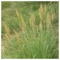 thumbnail image 4 of Everwilde Farms - 1 lb Indian Grass Native Grass Seeds - Gold Vault Bulk Seed Packet, 4 of 4
