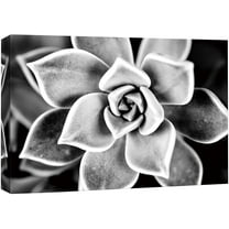 wall26 Canvas Wall Art Short Leaved Aloe Brevifolia Succulent Botanical Plants Photography Modern Art Farmhouse/Country Dramatic Black and White for Living Room, Bedroom, Office - 24x36 inches