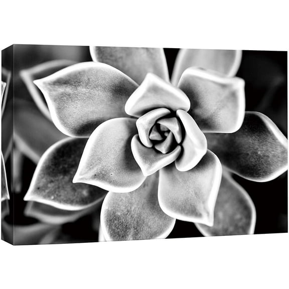 wall26 Canvas Wall Art Short Leaved Aloe Brevifolia Succulent Botanical Plants Photography Modern Art Farmhouse/Country Dramatic Black and White for Living Room, Bedroom, Office - 24x36 inches