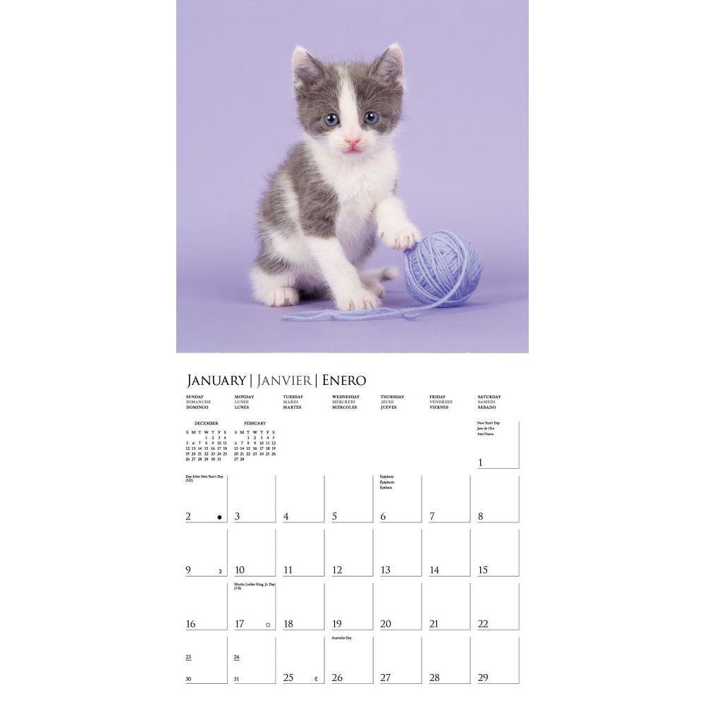 Cute Kittens Aspca 2022 Wall Calendar - Walmart.com
