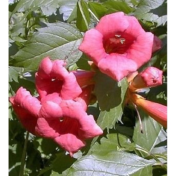 Flamenco Trumpet Vine - Campsis - 2.5" Pot
