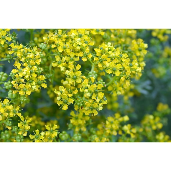 50 YELLOW RUE Herb of Grace Common Ruta Graveolens Fragrant Evergreen Flower Seeds