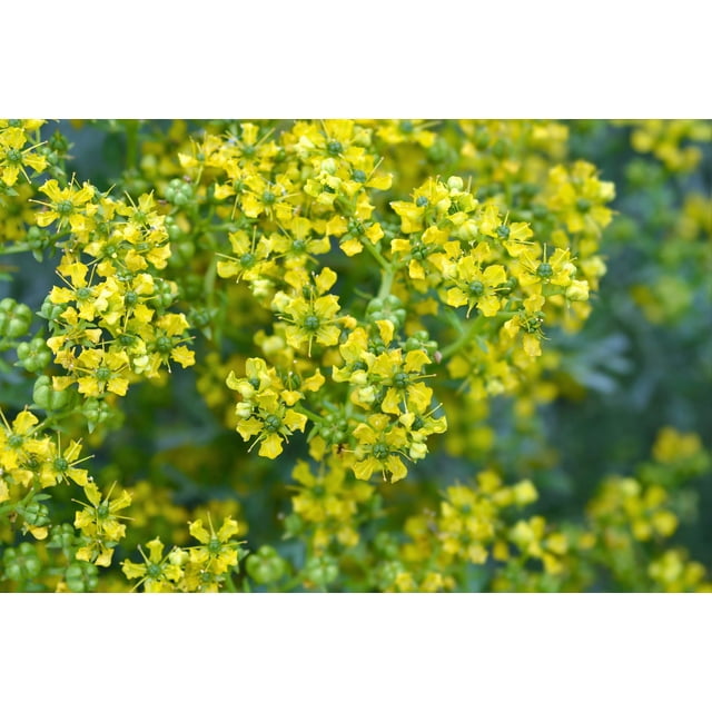 50 Graines de Fleur de Ruta Graveolens Parfumée à Feuillage Persistant Jaune RUE Herb of Grace Commune