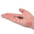 thumbnail image 2 of Berkley PowerBait® Power® Switch, 2.5 in, Green Pumpkin, 2 of 4