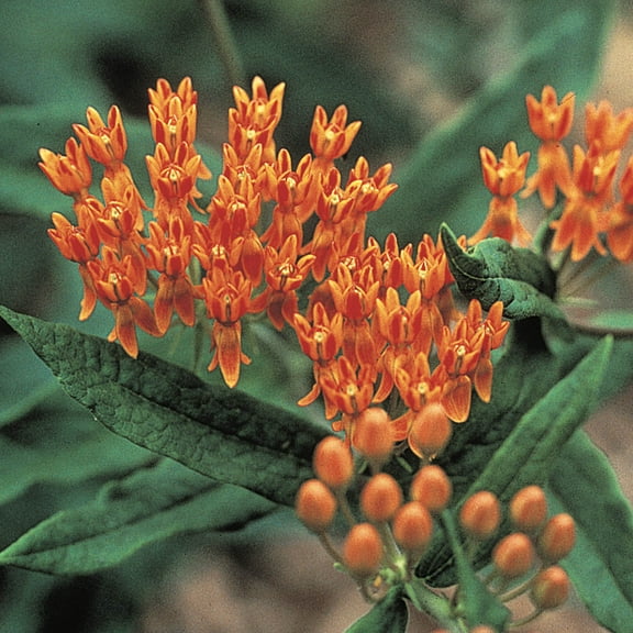 Butterfly Weed Asclepias Mixture Dormant Bare Root Perennial Roots (5-Pack)