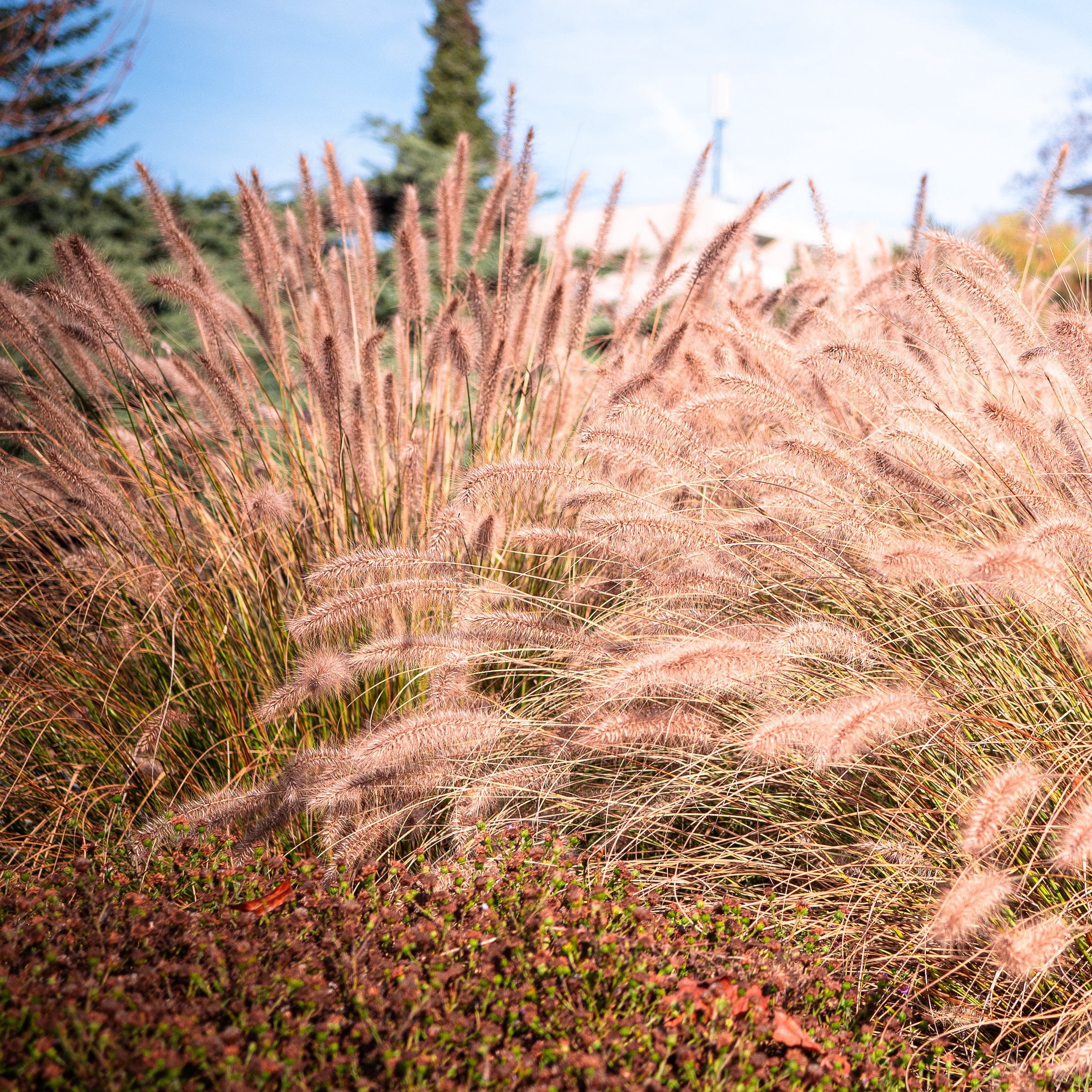 National Plant Network 3 gal. Hameln Grass Plant