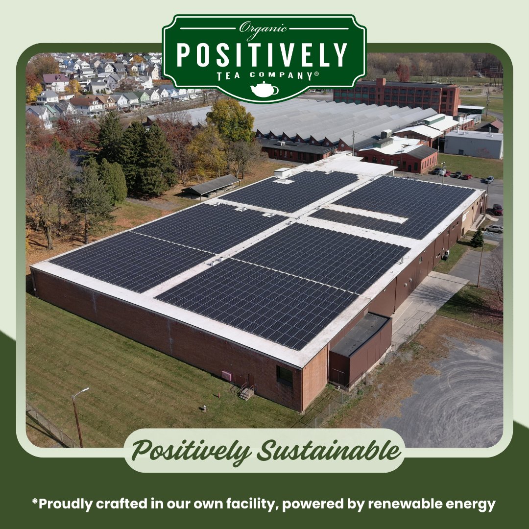 Positively Tea's Organic Strawberries and Cream Tea, Green Tea Bags, 120 CT Tea Bags 6 Boxes