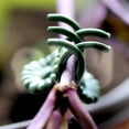 thumbnail image 6 of 60PCS Green Plant Clips Orchid Flowers Support Clamp Climbing Vine Stem Clasp Tied Bundle Branch Garden Tool, 6 of 6
