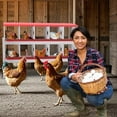 thumbnail image 7 of EastVita Nesting Boxes for Chickens, 10 Compartment Chicken Nesting Box, Metal Chicken Laying Boxes with Perch, Secure Lid, Versatile Wall Mount, 7 of 7
