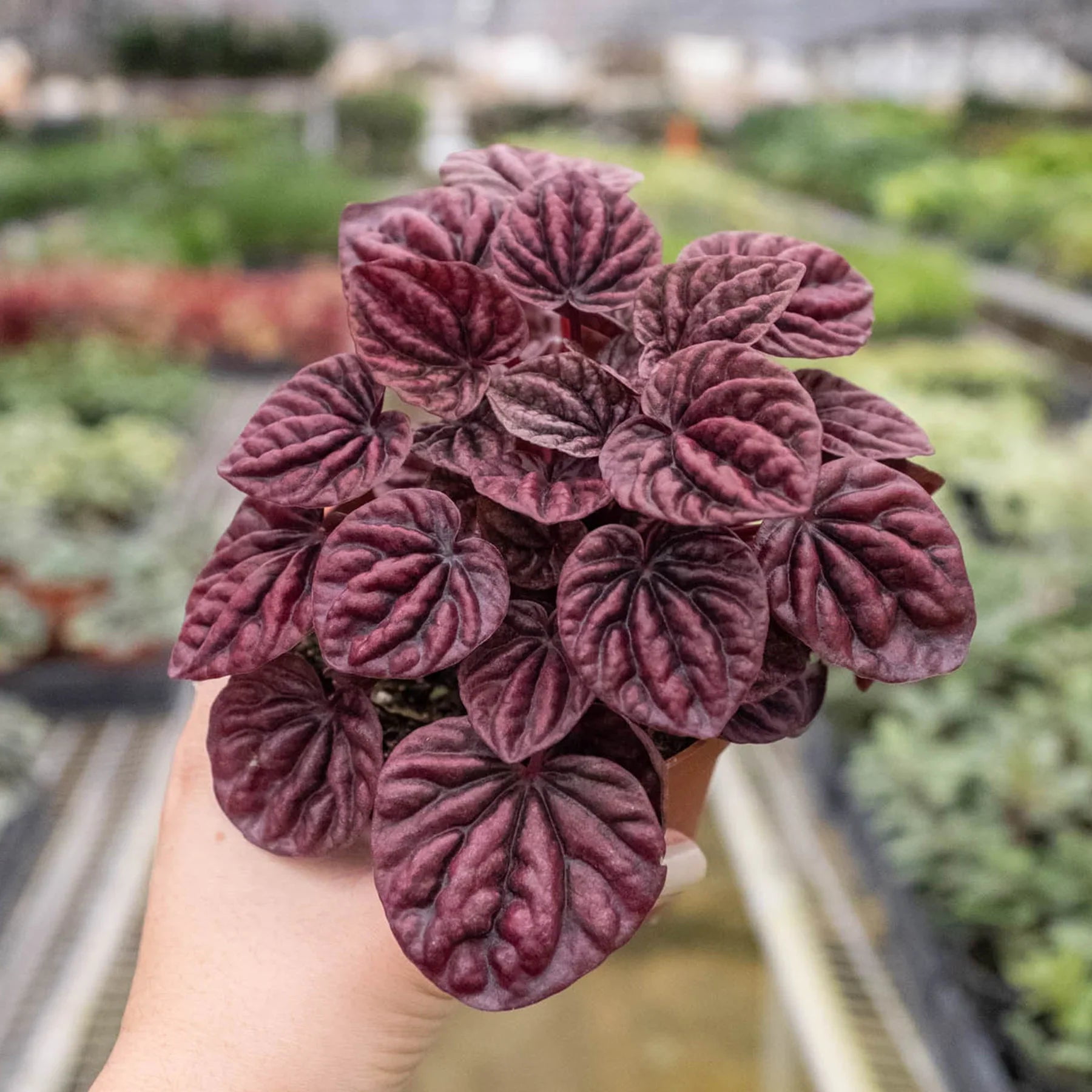 Peperomia Caperata 'Schumi Ripple Red' - Live Air-Purifying Indoor Plant in Nursery Pot – Easy Care, Low Maintenance Houseplant for Home & Office Decor, Natural Air Cleaner, Best for Beginners (6"Pot)