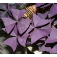 thumbnail image 2 of Purple Rain Shamrock - The Love Plant - Edible - Oxalis triangularis 5 Bulbs, 2 of 5