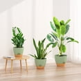 thumbnail image 5 of FIASON 3 Pack Plastic 9/10/12 Inch Green with Brown Self Watering Plant Pots for Indoor Outdoor Garden,Flower Planters Include Drainage Holes,Watering Lip and Removable Saucer, 5 of 10