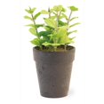 thumbnail image 1 of Boston International MGC19143 5 Dia. x 8.5 in. Plastic Potted Basil, 1 of 1
