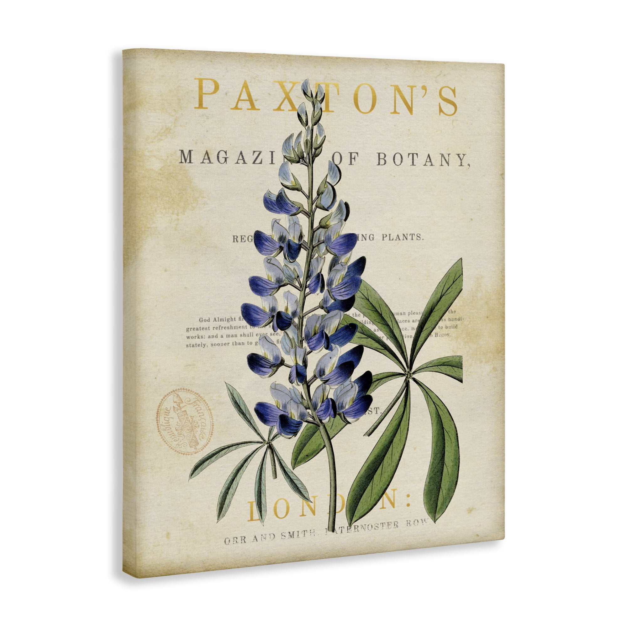 Stupell Industries Natural Botany Lupine Canvas Wall Art, design by Susan Arnot