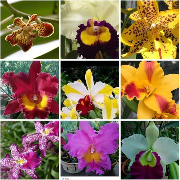 5 Live Orchid Plants (Cattleya, Oncidium, Dendrobium, Vanda, and Phalaenopsis )