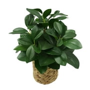 Better Homes and Gardens Artificial 13" Peperomia Plant in Water Hyacinth Basket