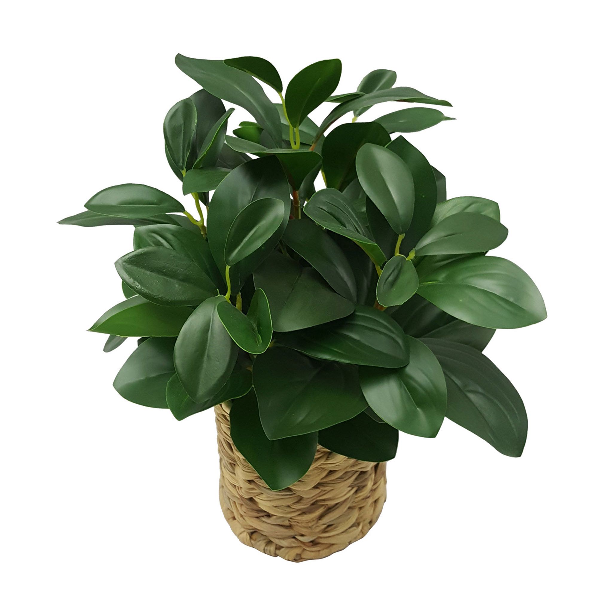 Better Homes & Gardens 13" Artificial Peperomia Plant in Natural Wicker Basket - image 2 of 5