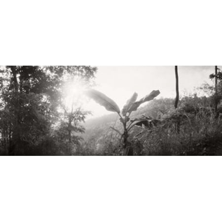 Sunlight coming through the trees in a forest Chiang Mai Province Thailand Canvas Art - Panoramic Images (15 x