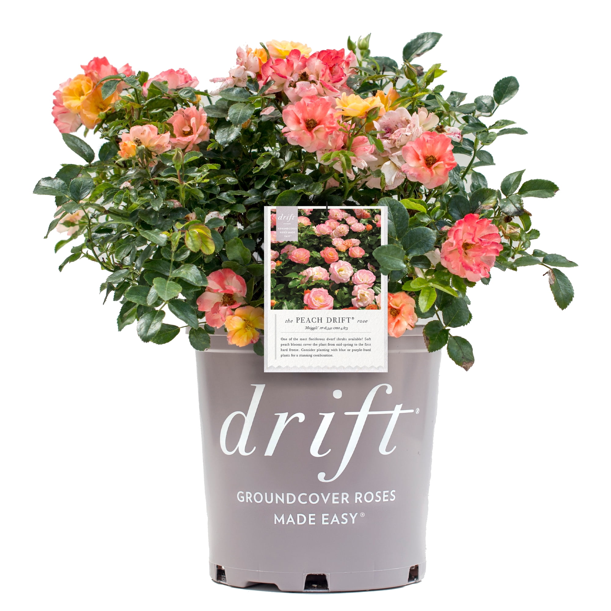 Drift Roses Peach Groundcover Rose Live Shrub in 2-Gallon Grower Pot
