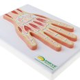 thumbnail image 3 of Sección de resonancia magnética 1:1, articulación de mano , músculo, articulación de muñeca, modelo de , recursos de aprendizaje, perfke Estatua del músculo articular de la mano, 3 of 9