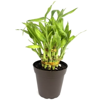 diy self-watering planters Project Garden Box main image 1