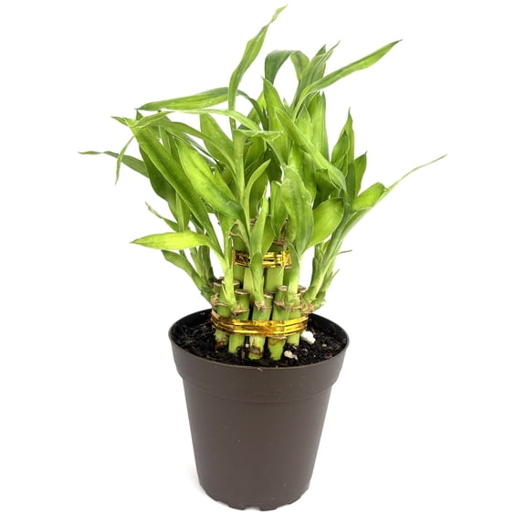 Lucky Bamboo Good Luck and Wealth House Plants, 4" pot