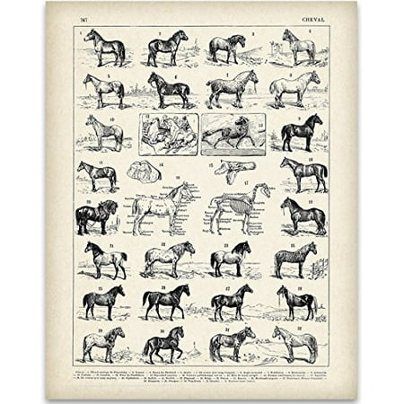 Vintage French Horse Art Print - 11x14 Unframed Art Print - Great Stable Decor or Gift for