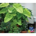 thumbnail image 5 of Sun Gro Black Gold Moisture Supreme Container Mix 8QT Pack of 1 - Versatile Soil for Annuals, Perennials and Patio Plants, 5 of 8