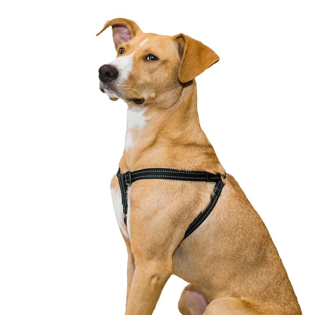 how to put on a dog harness from walmart
