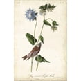 thumbnail image 2 of Art.com Grey-crowned Purple Finch Stretched Canvas Print Wall Art by John James Audubon, 16" x 24", 2 of 4