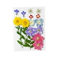 thumbnail image 2 of segolike Dried Pressed Flowers Craft Making Beautiful Real Dried Flowers for Scrapbooking Yellow Violet Pink, 2 of 9