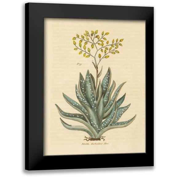 Wild Apple Portfolio 12x14 Black Modern Framed Museum Art Print Titled - Herbal Botanical XXXI