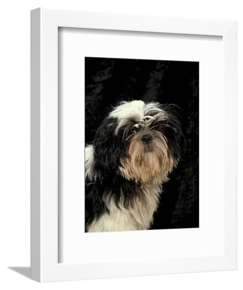 Shih Tzu with Hair Cut Short, Animals Framed Art Print Wall Art by Adriano  Bacchella Sold by  