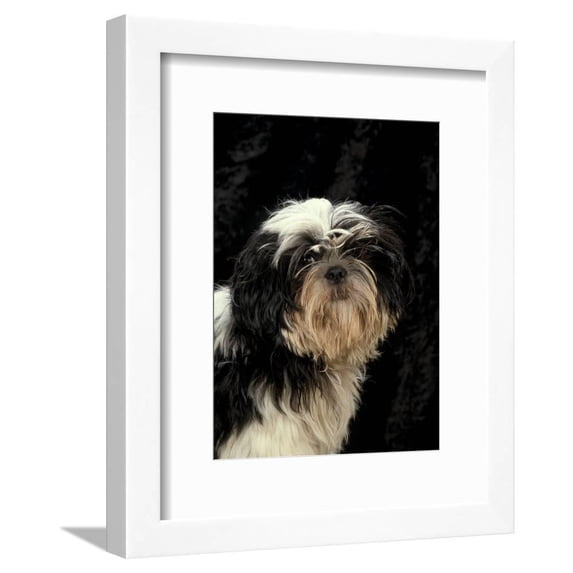 Shih Tzu with Hair Cut Short, Animals Framed Art Print Wall Art by Adriano Bacchella Sold by Art.Com
