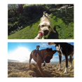thumbnail image 3 of Adjustable Fetch Dog Band for Hero 12 11 9 8 7 Dog Harness Chest Belt Strap Sports Camera Mount Holder, 3 of 5