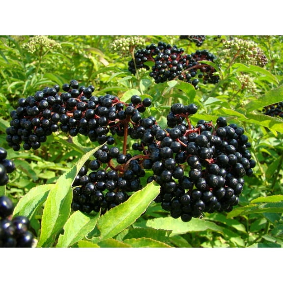Cold Hardy Elderberry Sambucus nigra in one trade gallon pot (.667 gallons of dirt)