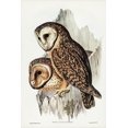 thumbnail image 2 of Gould, John 17x24 Black Ornate Wood Framed with Double Matting Museum Art Print Titled - Chestnut-faced Owl-Strix castanops, 2 of 4