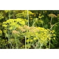 thumbnail image 5 of Dill Plant - Live Plant in a 4 inch Pot - Indoor Outdoor Edible Herbs for Kitchen Garden, 5 of 6