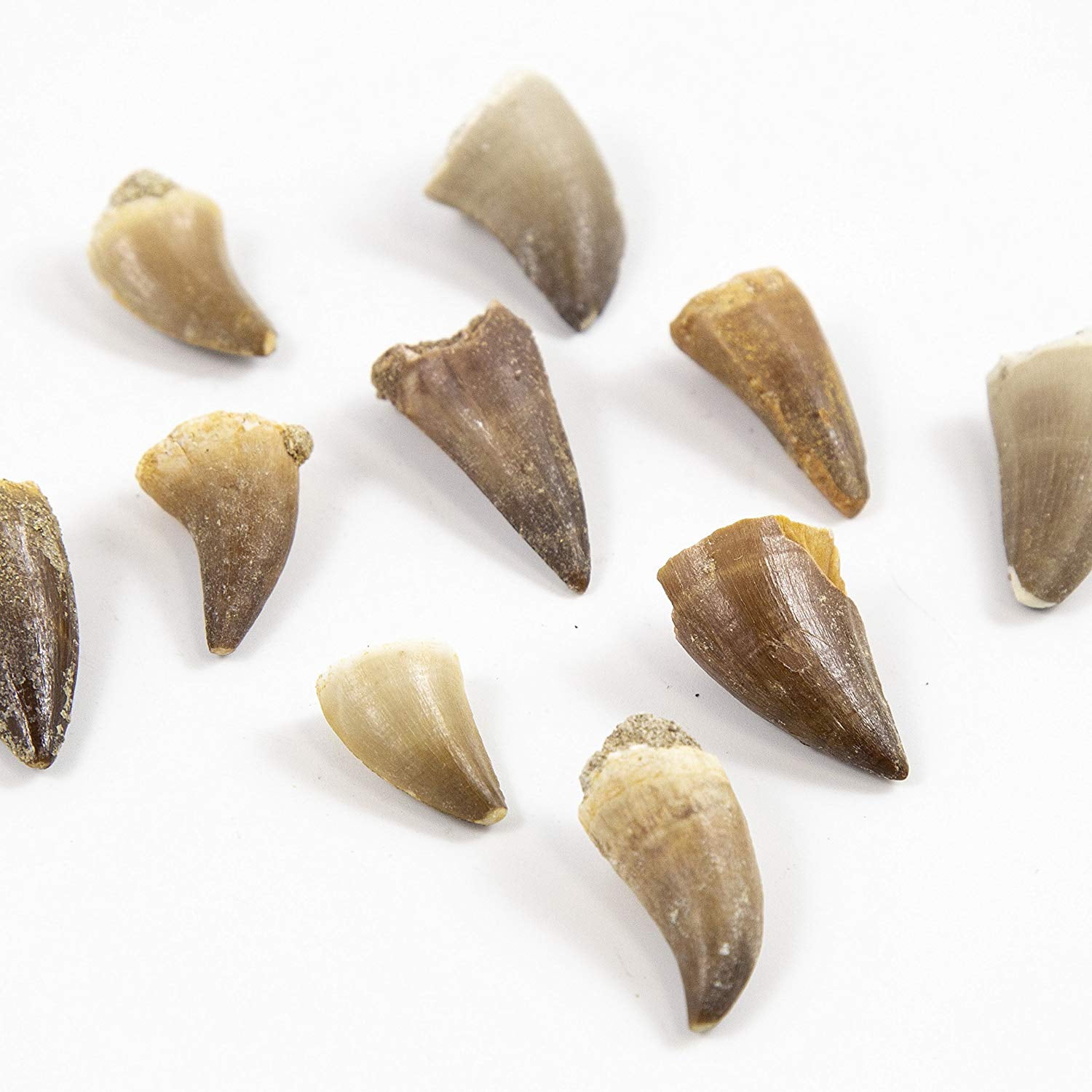 genuine dinosaur tooth