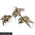 thumbnail image 2 of Red Labyrinth Dahlias Dormant Bare Root Plants (3-Pack), 2 of 2