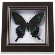 Handmade Specimen Wall Hanging Picture Frame Display Shelves Cabinet Taxidermy Office