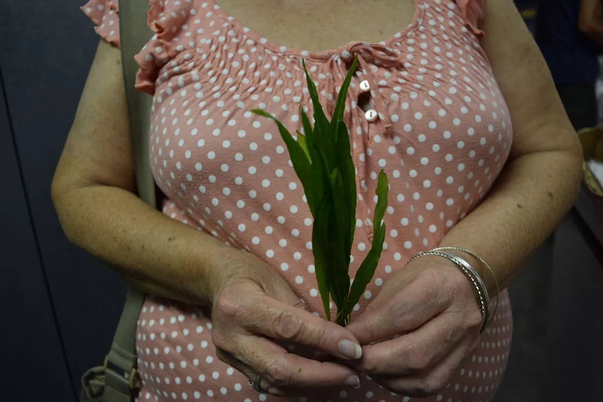 6 plantas de helecho de Java, acuario fácil de paisajismo, tanque ...