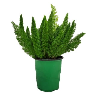 4pcs Artificial Fake Boston Fern Plastic Plants Bushes Artificial Ferns  Plant For Outdoor Uv Resistant (green)