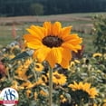 thumbnail image 2 of Sunflower Soraya Seed, 2 of 4