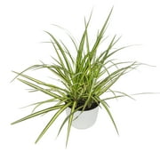 Element Sunray Dragon Dracaena Marginata in 6" White Decor Pot (Approx 15" Tall) Live Plan