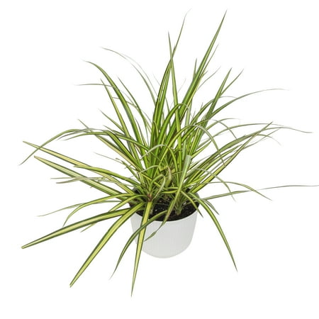 Element Sunray Dragon Dracaena Marginata in 6" White Decor Pot (Approx 15" Tall) Live Plan