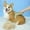 B, variant on Detangling Slicker Brush for Cats and Dogs with ABS Handle for Indoor Outdoor Use Pet Grooming Tool Deshedding Performance