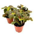 thumbnail image 3 of Red Nerve Plant 2 inch Set of 3 Mosaic Red Veined Fittonia Tiny Mini Pixie Plants, 3 of 7