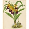 thumbnail image 2 of Fitch, Walter, Joseph 26x31 White Modern Wood Framed Museum Art Print Titled - Orchid, 2 of 4